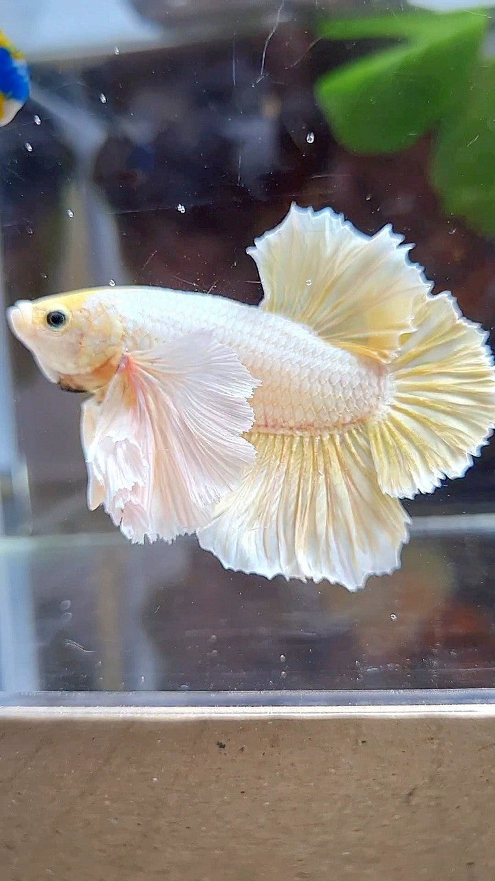 LUXURY HMPK SUPER DUMBO EAR GOLD SOFT BETTA FISH