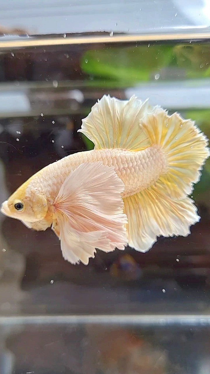 LUXURY HMPK SUPER DUMBO EAR GOLD SOFT BETTA FISH