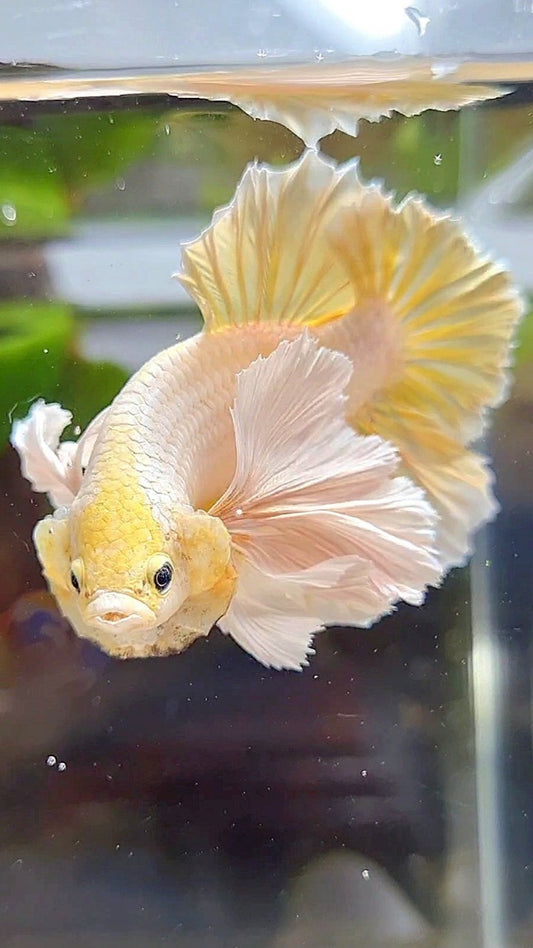 LUXURY HMPK SUPER DUMBO EAR GOLD SOFT BETTA FISH