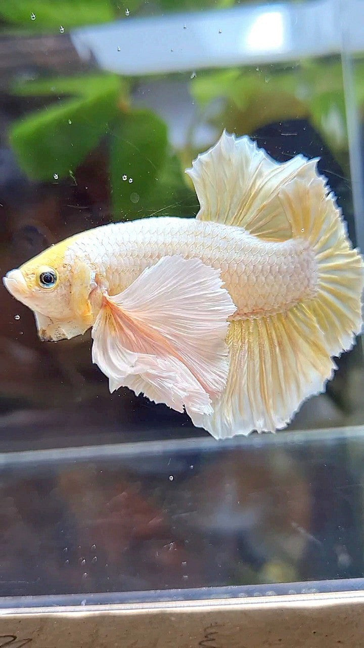 LUXURY HMPK SUPER DUMBO EAR GOLD SOFT BETTA FISH