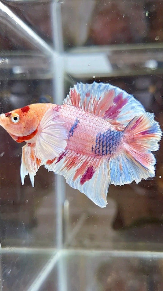 PLAKAT DOUBLE TAIL DUMBO EAR ORANGE PURPLE CANDY MULTICOLOR BETTA FISH