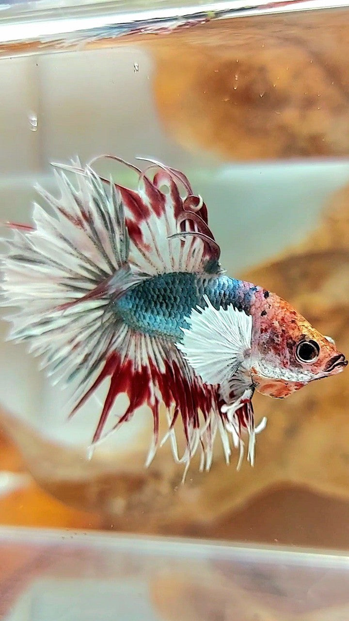 CROWNTAIL DUMBO EAR COPPER ARMY MULTICOLOR BETTA FISH