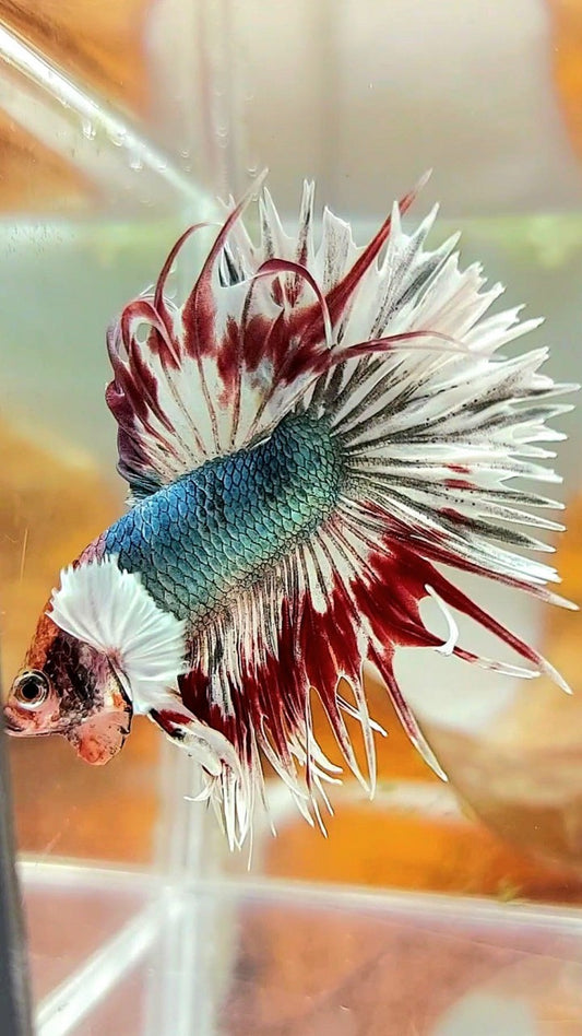 CROWNTAIL DUMBO EAR COPPER ARMY MULTICOLOR BETTA FISH