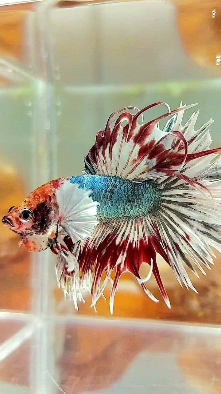 CROWNTAIL DUMBO EAR COPPER ARMY MULTICOLOR BETTA FISH
