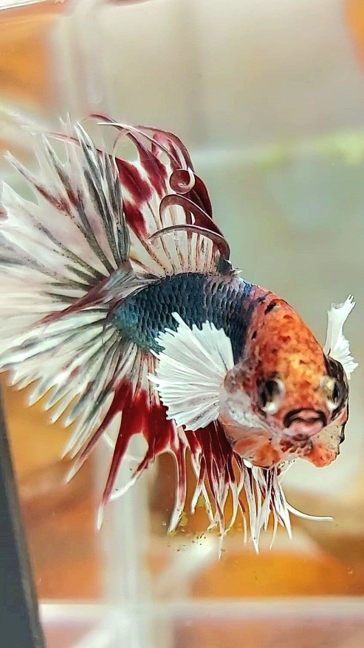 CROWNTAIL DUMBO EAR COPPER ARMY MULTICOLOR BETTA FISH