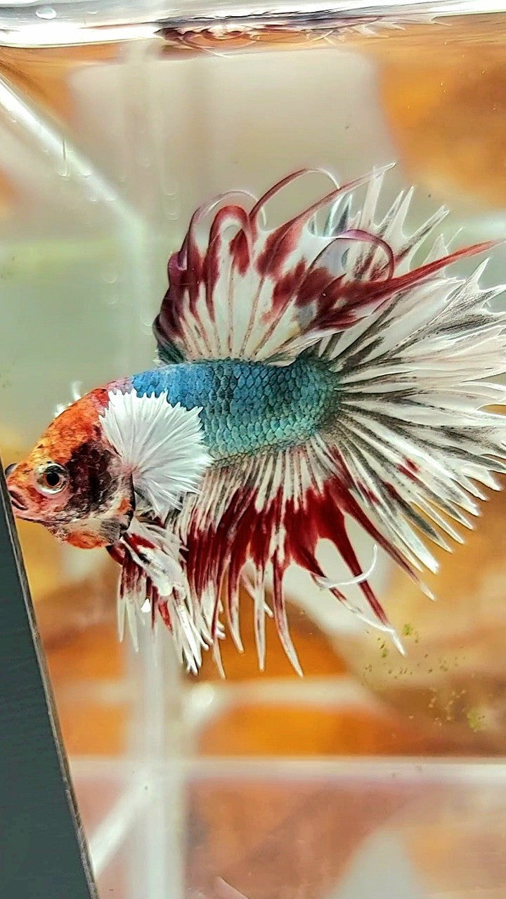 CROWNTAIL DUMBO EAR COPPER ARMY MULTICOLOR BETTA FISH