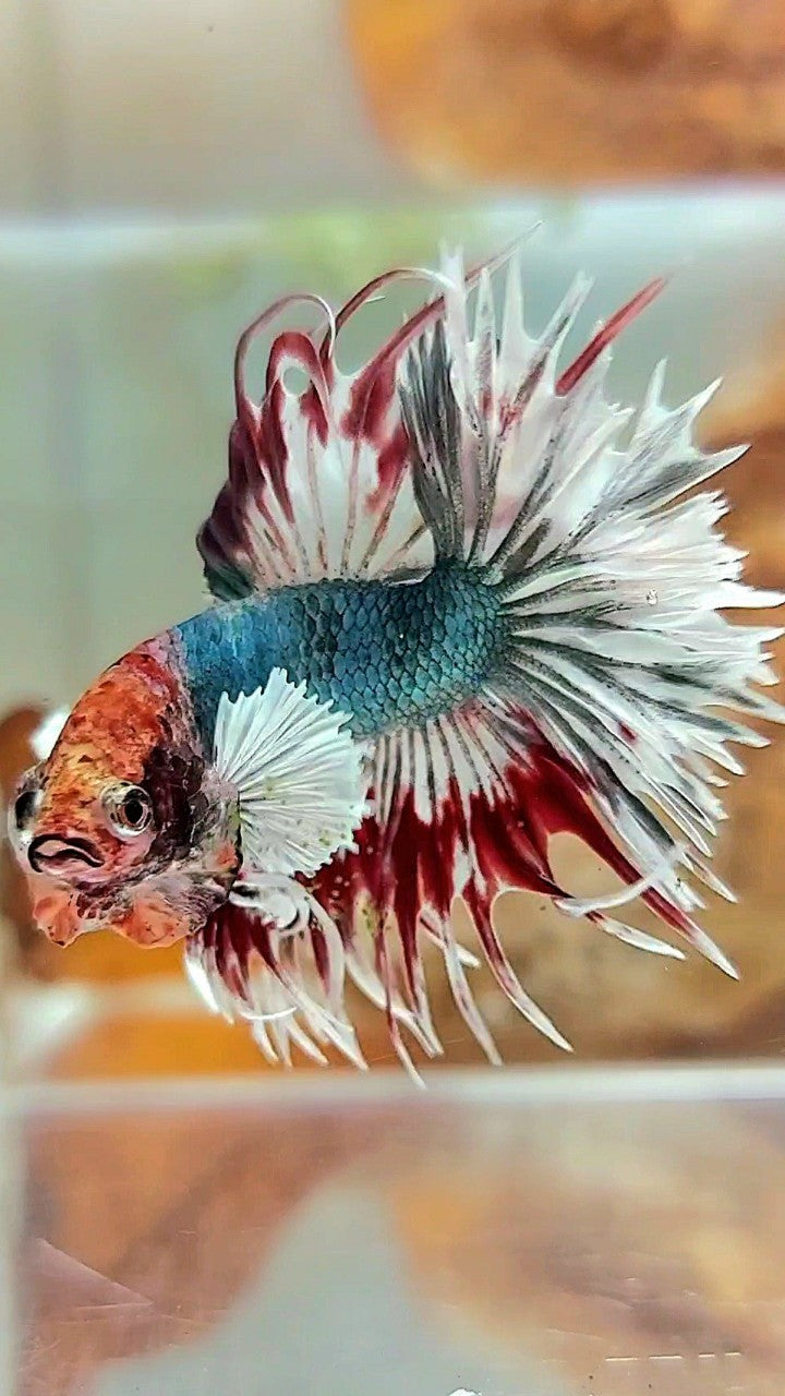 CROWNTAIL DUMBO EAR COPPER ARMY MULTICOLOR BETTA FISH