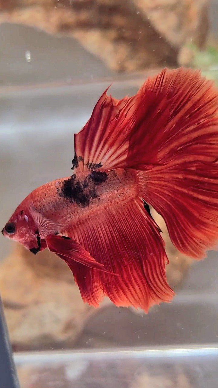 HALFMOON RED HELLBOY BETTA FISCH