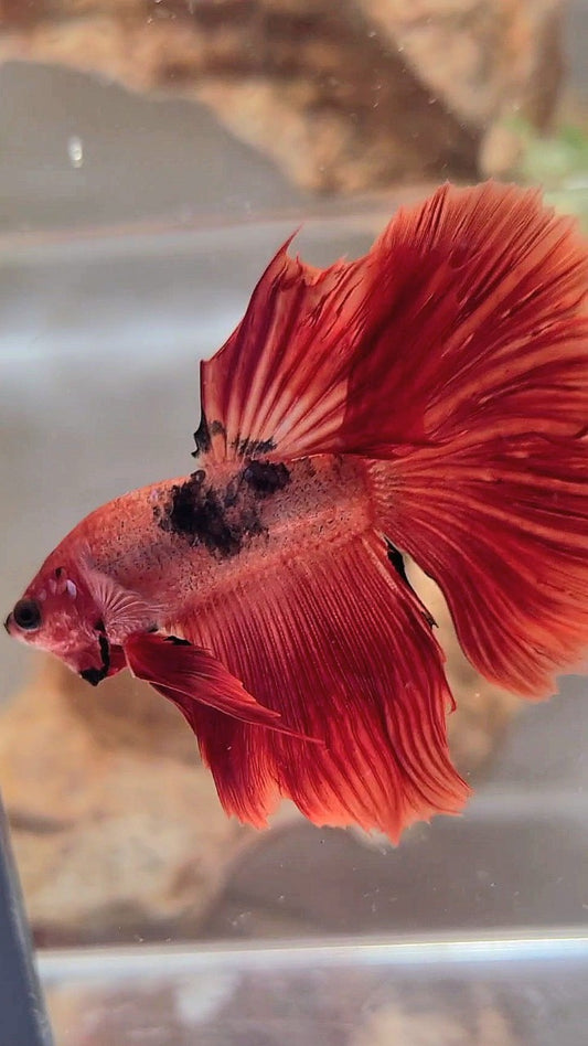 HALFMOON RED HELLBOY BETTA FISCH