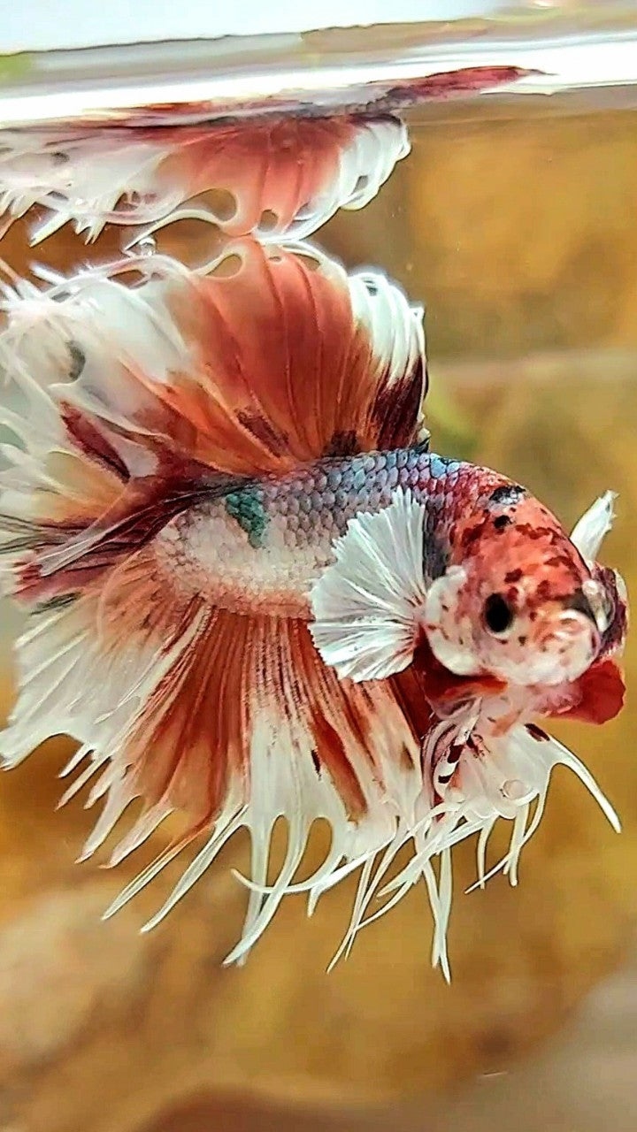 CROWNTAIL DUMBO EAR ORANGE COPPER MULTICOLOR BETTA FISH
