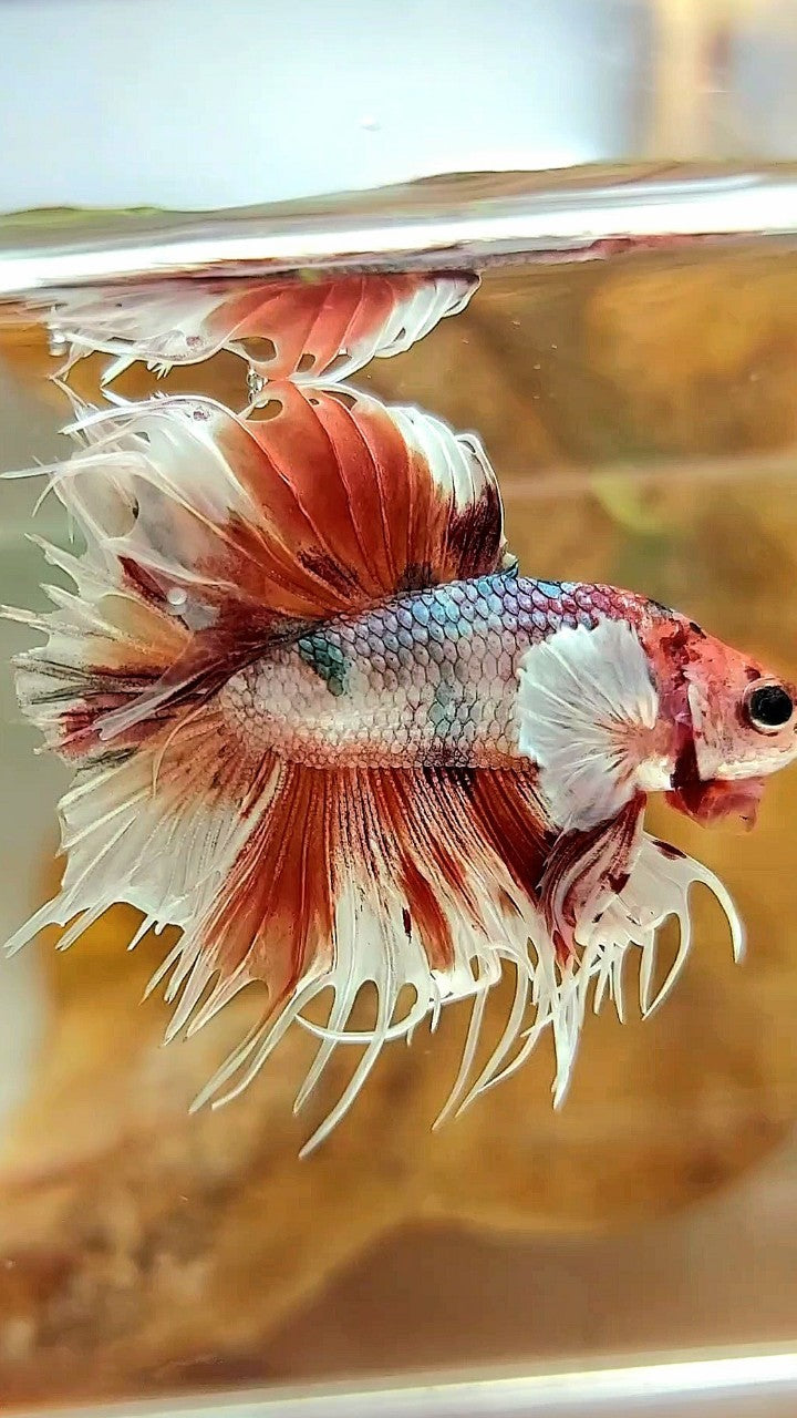 CROWNTAIL DUMBO EAR ORANGE COPPER MULTICOLOR BETTA FISH