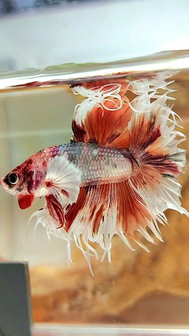 CROWNTAIL DUMBO EAR ORANGE COPPER MULTICOLOR BETTA FISH
