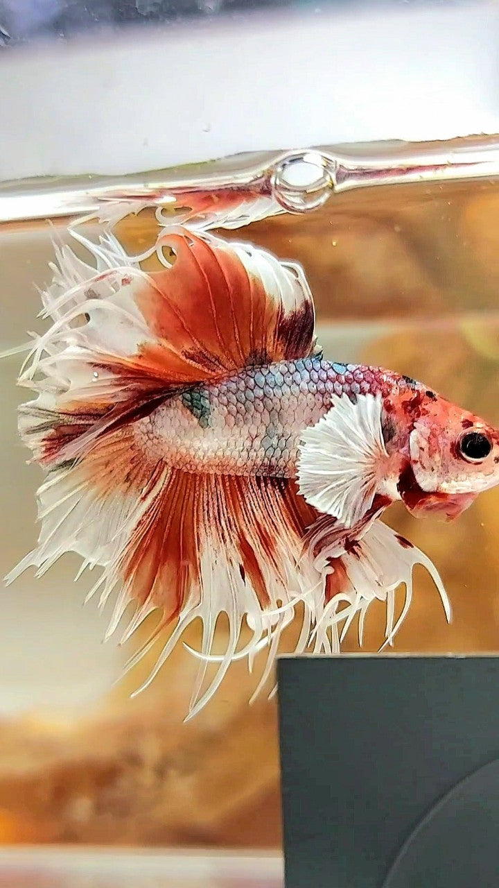 CROWNTAIL DUMBO EAR ORANGE COPPER MULTICOLOR BETTA FISH