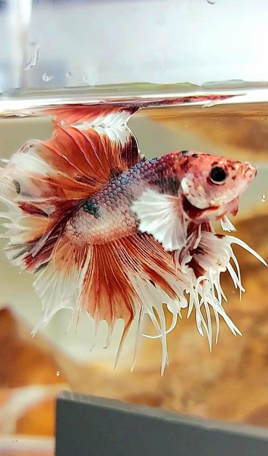 CROWNTAIL DUMBO EAR ORANGE COPPER MULTICOLOR BETTA FISH