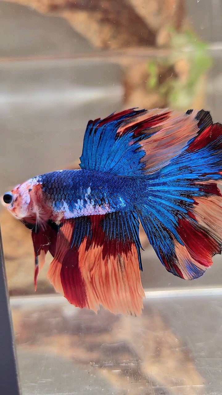HALFMOON NEMO BLUE MULTICOLOR BETTA FISH