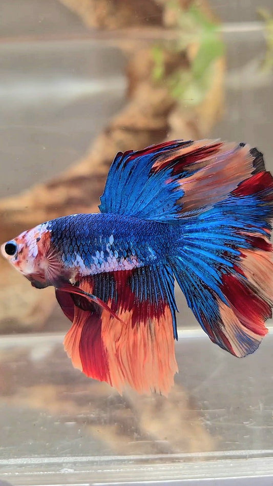 HALFMOON NEMO BLAUER MEHRFARBIGER BETTA-FISCH