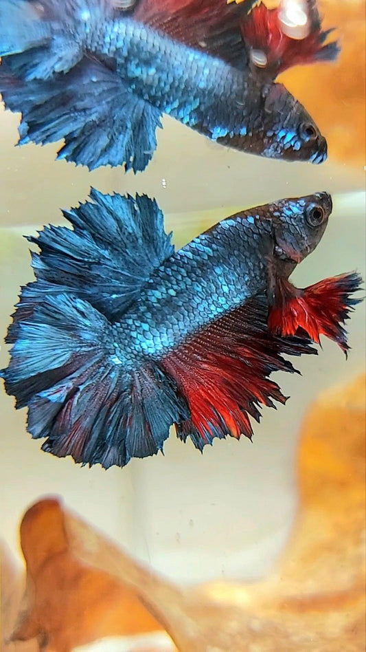 KÖNIG ROSETAIL HALFMOON BLAU GRAU ROT BETTA FISCH