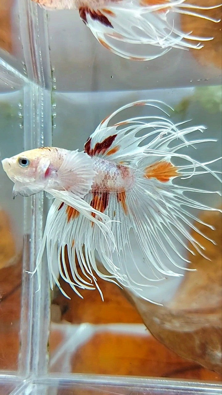 CROWNTAIL DUMBO EAR WHITE MULTICOLOR BETTA FISH
