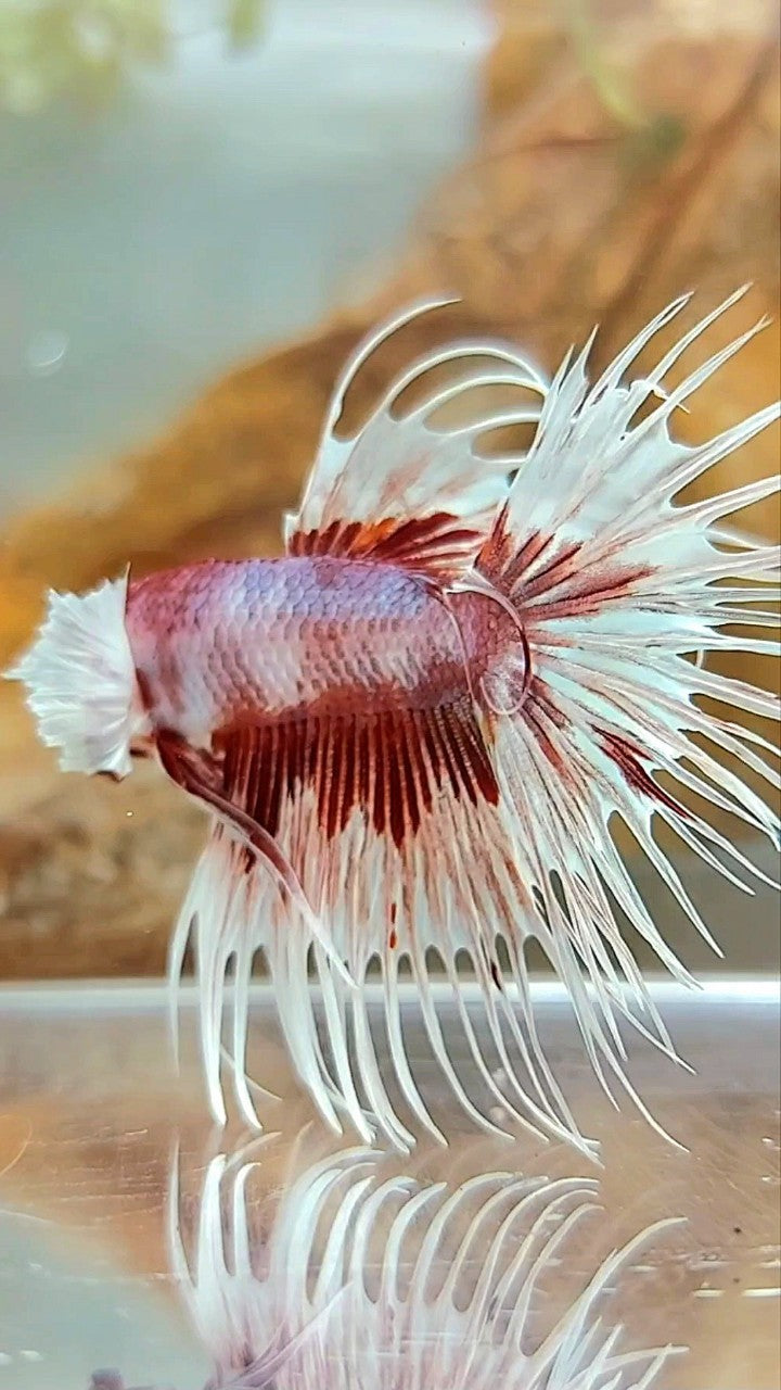CROWNTAIL DUMBO EAR RED PATTERN MULTICOLOR BETTA FISH