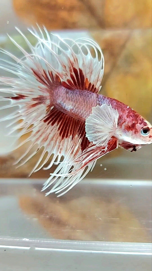 CROWNTAIL DUMBO EAR RED PATTERN MULTICOLOR BETTA FISH