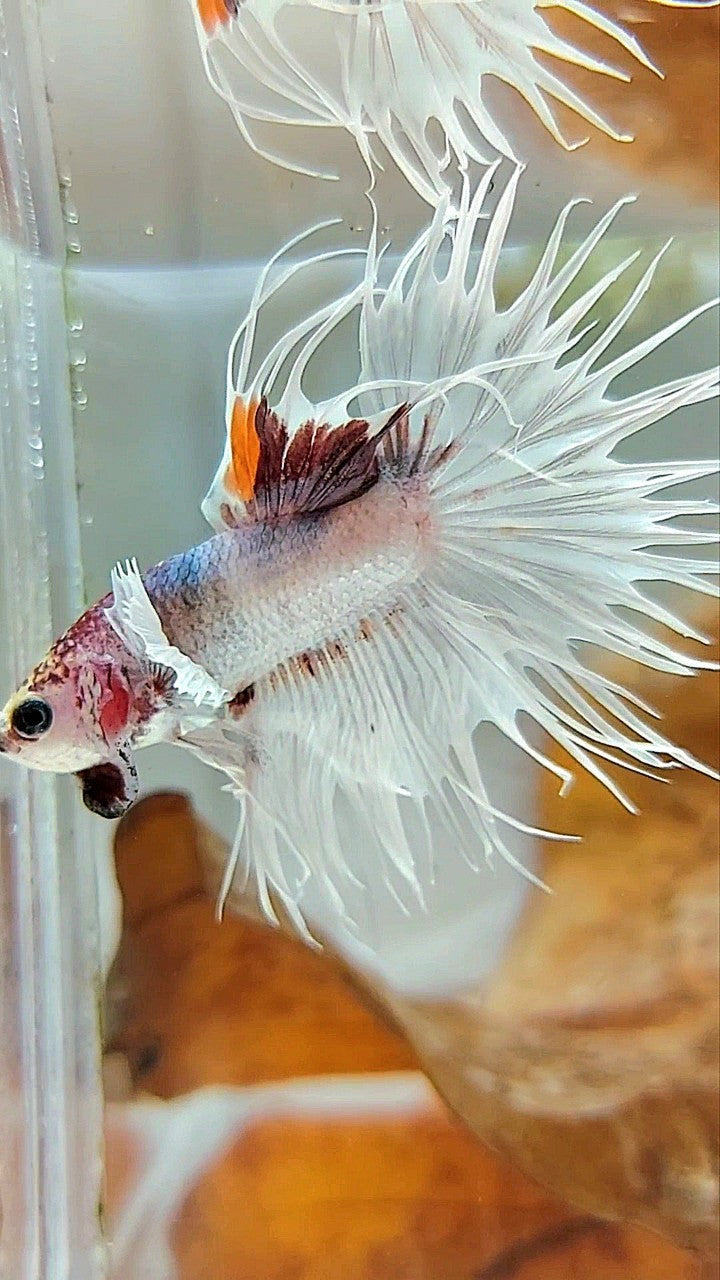 CROWNTAIL DUMBO EAR WHITE MULTICOLOR BETTA FISH