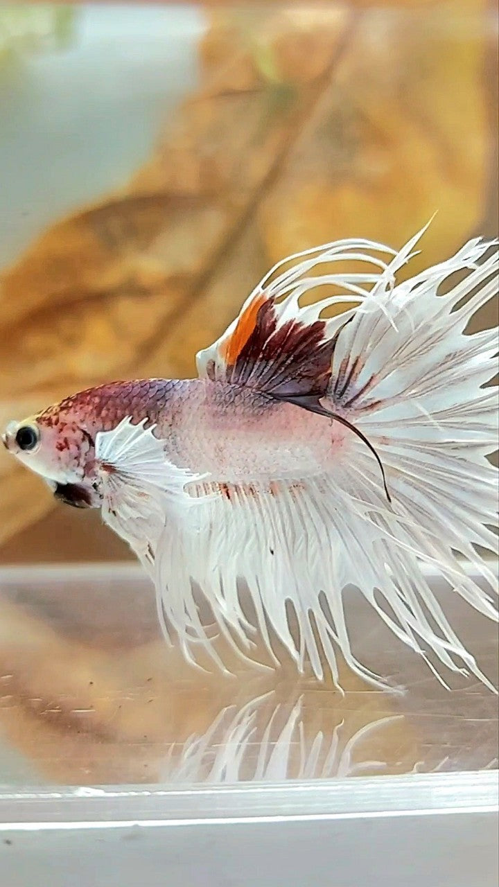 CROWNTAIL DUMBO EAR WHITE MULTICOLOR BETTA FISH