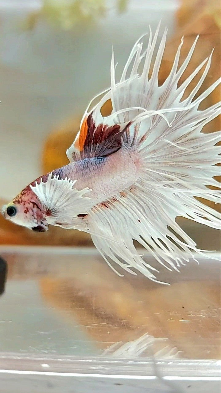 CROWNTAIL DUMBO EAR WHITE MULTICOLOR BETTA FISH