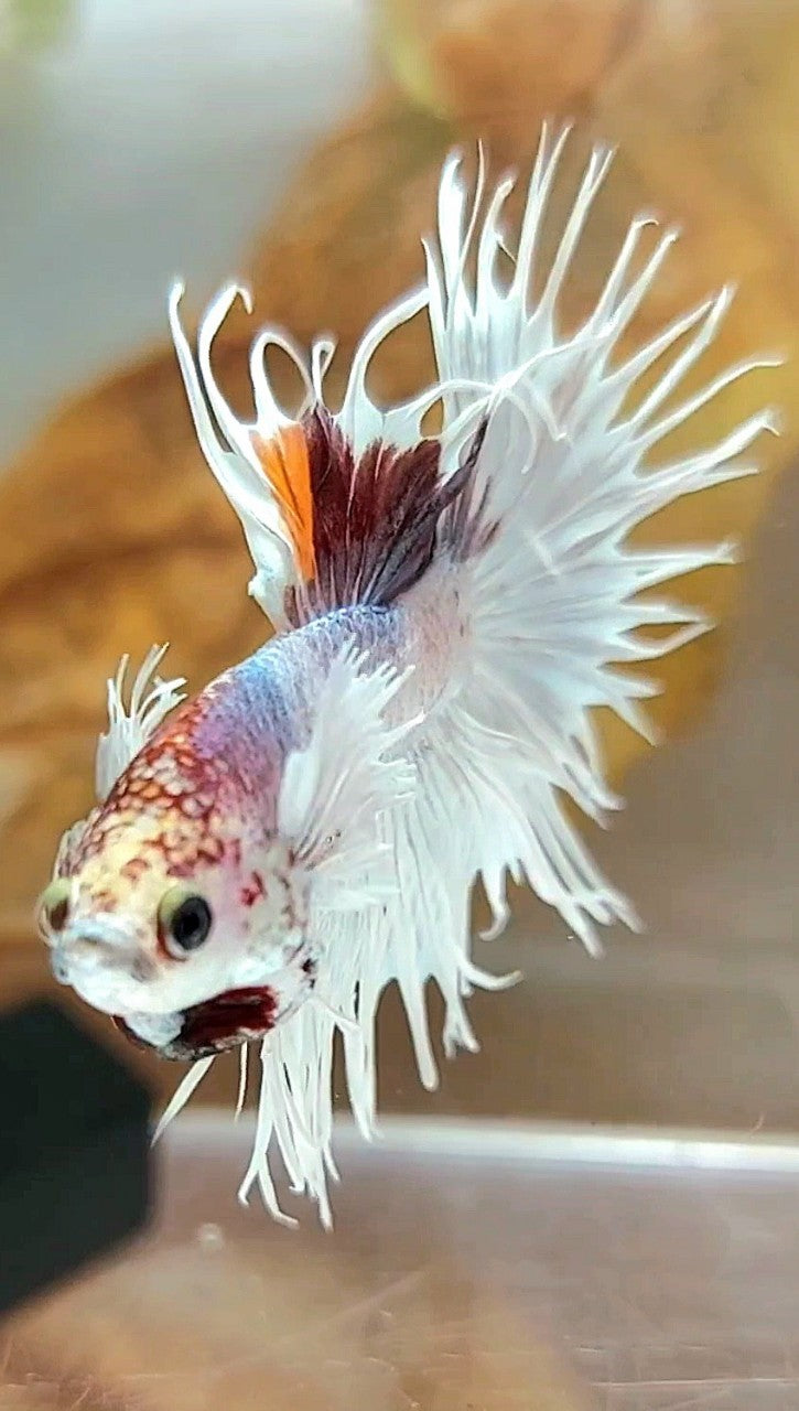 CROWNTAIL DUMBO EAR WHITE MULTICOLOR BETTA FISH