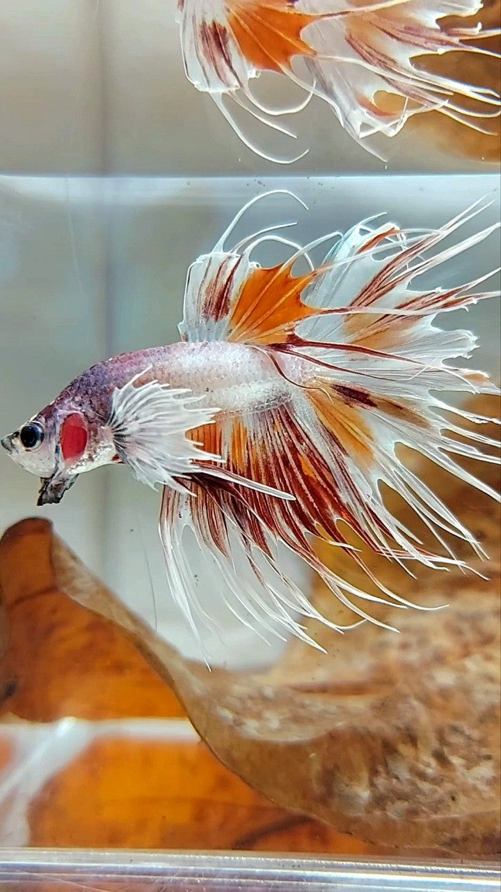 CROWNTAIL DUMBO EAR WHITE MULTICOLOR BETTA FISH