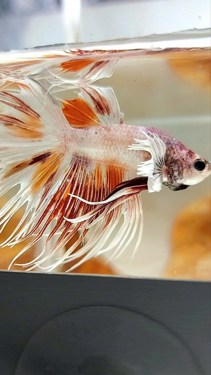 CROWNTAIL DUMBO EAR WHITE MULTICOLOR BETTA FISH