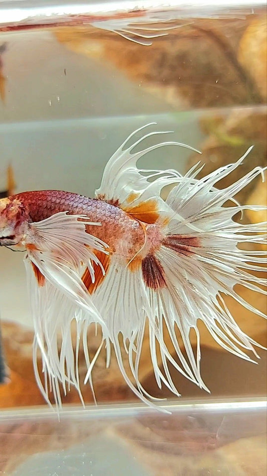 CROWNTAIL DUMBO EAR ORANGE MULTICOLOR BETTA FISH