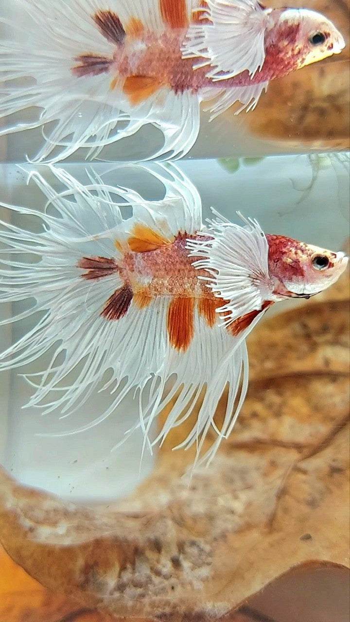 CROWNTAIL DUMBO EAR ORANGE MULTICOLOR BETTA FISH