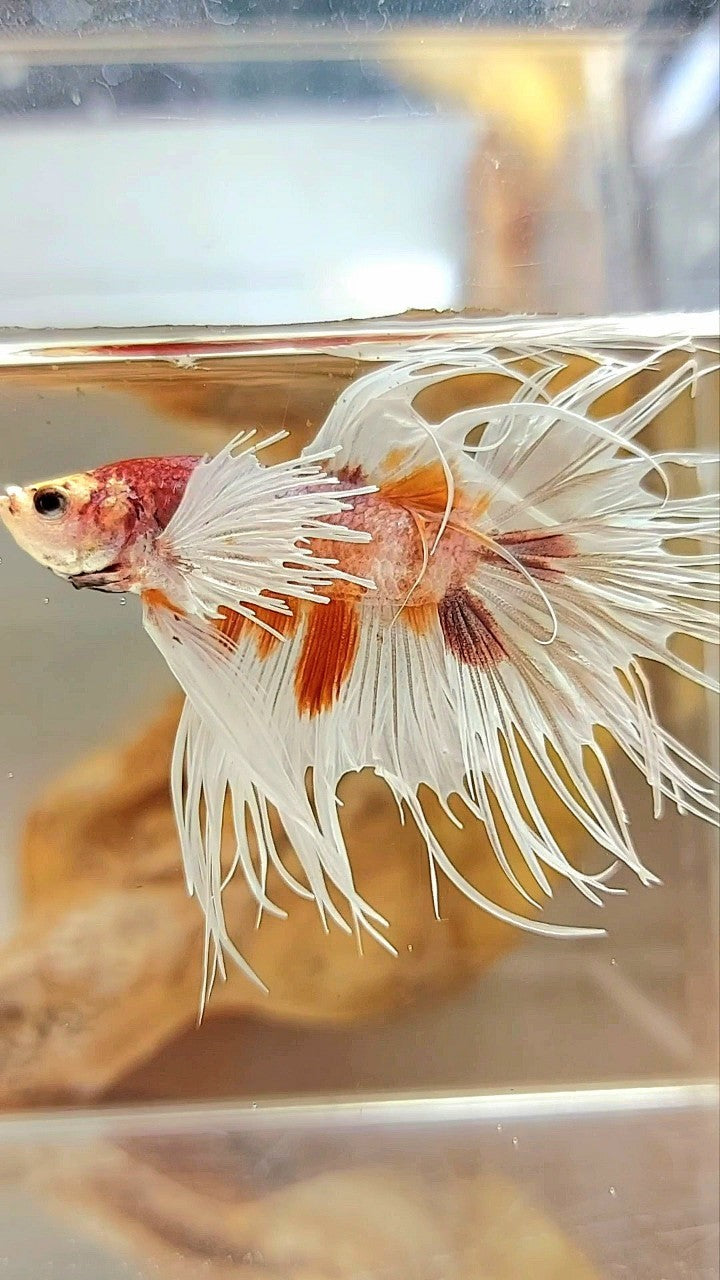CROWNTAIL DUMBO EAR ORANGE MULTICOLOR BETTA FISH