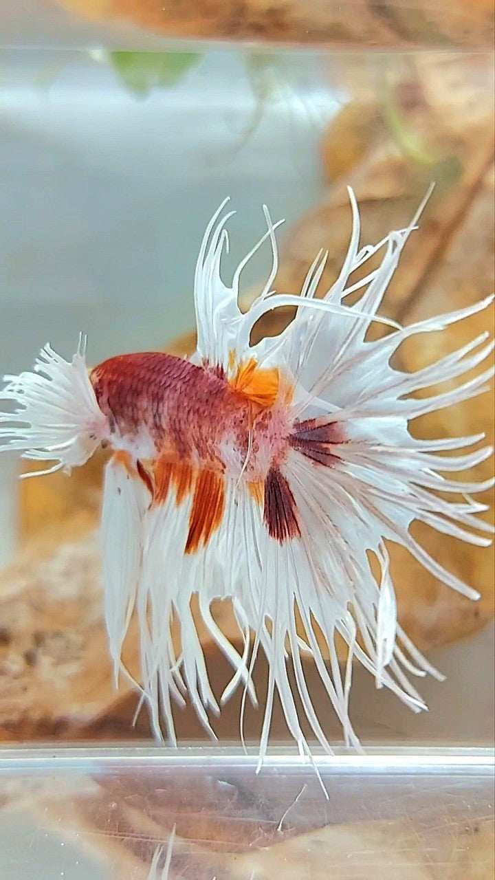 CROWNTAIL DUMBO EAR ORANGE MULTICOLOR BETTA FISH