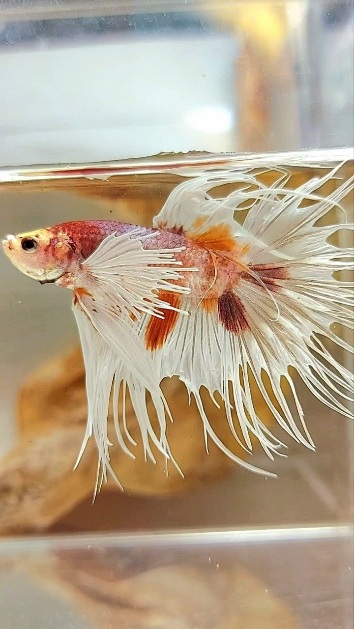 CROWNTAIL DUMBO EAR ORANGE MULTICOLOR BETTA FISH