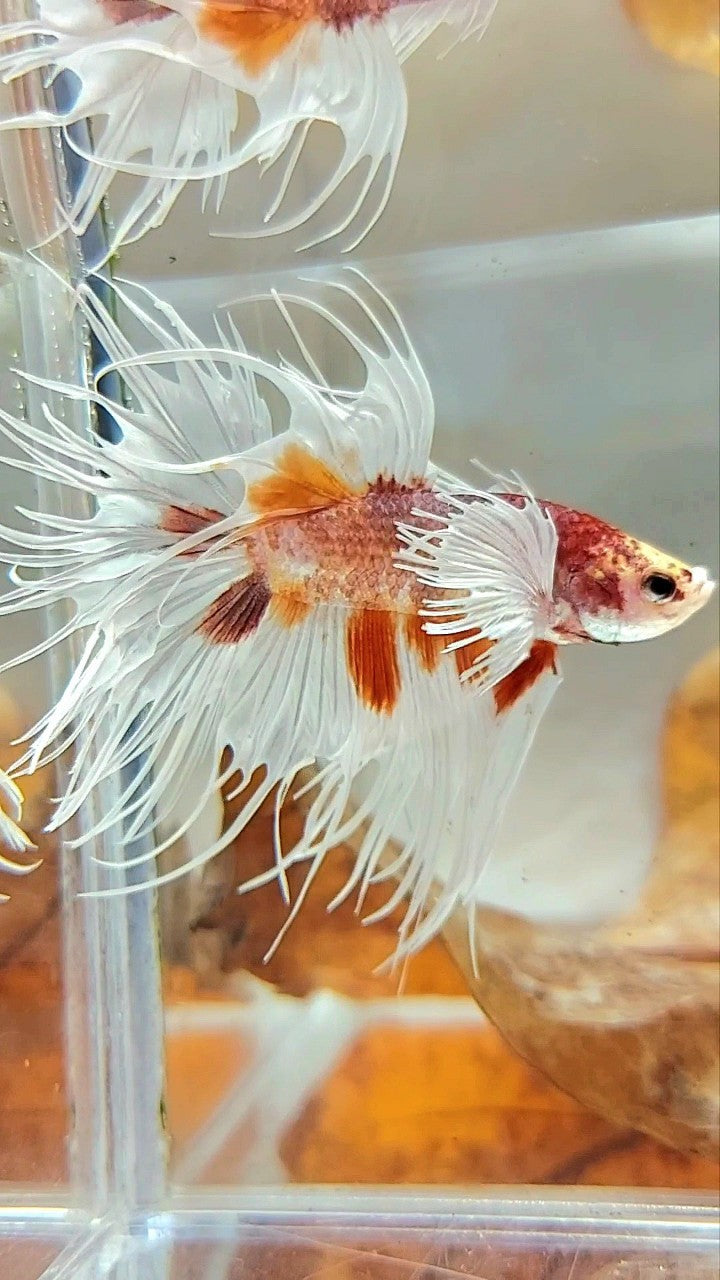 CROWNTAIL DUMBO EAR ORANGE MULTICOLOR BETTA FISH