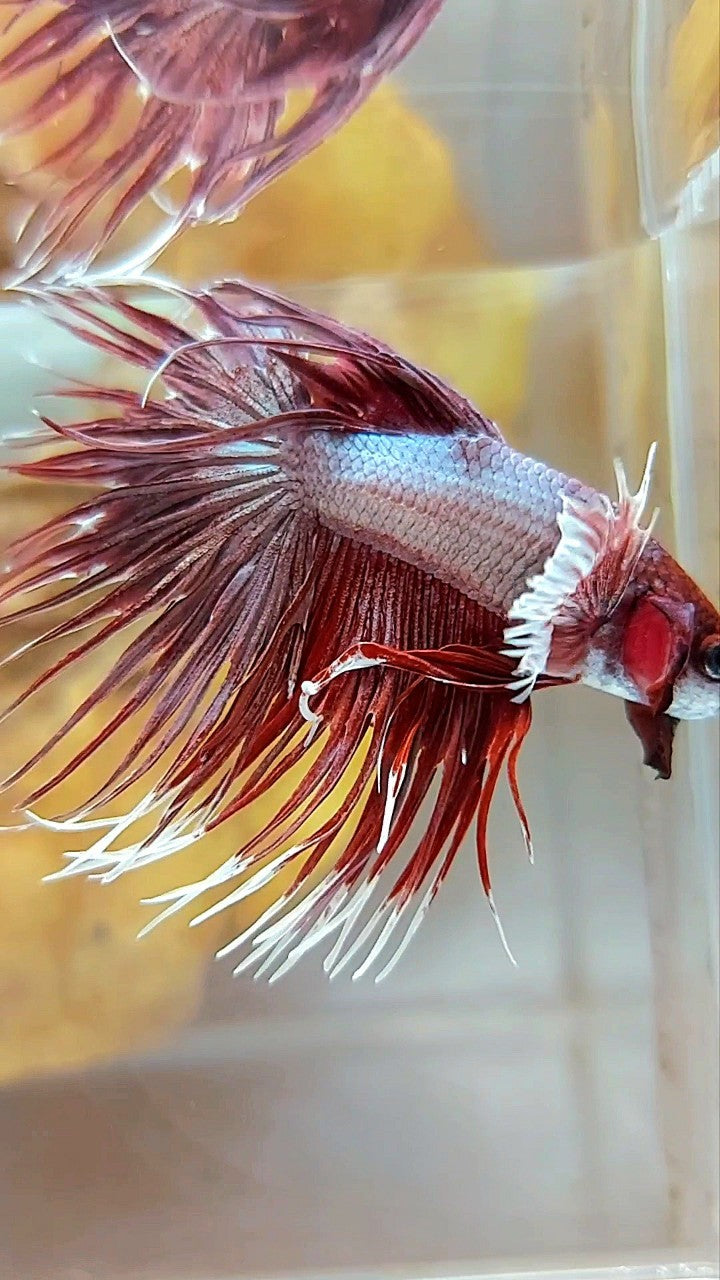 CROWNTAIL DUMBO EAR ROSEGOLD COPPER BETTA FISH