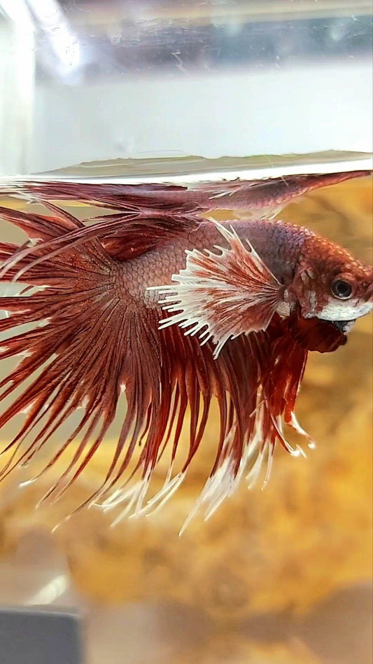 CROWNTAIL DUMBO EAR ROSEGOLD COPPER BETTA FISH