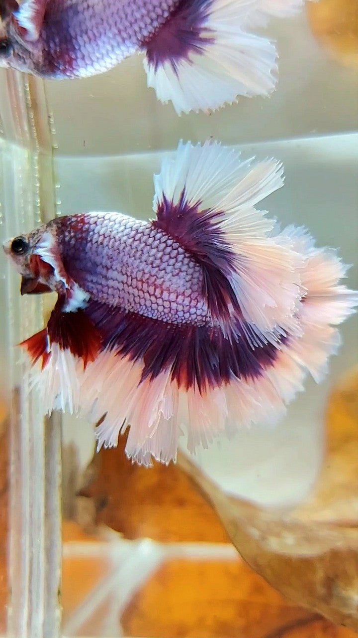 Halbmondfederschwanz, großes Ohr, superlila, Schmetterling, Betta-Fisch