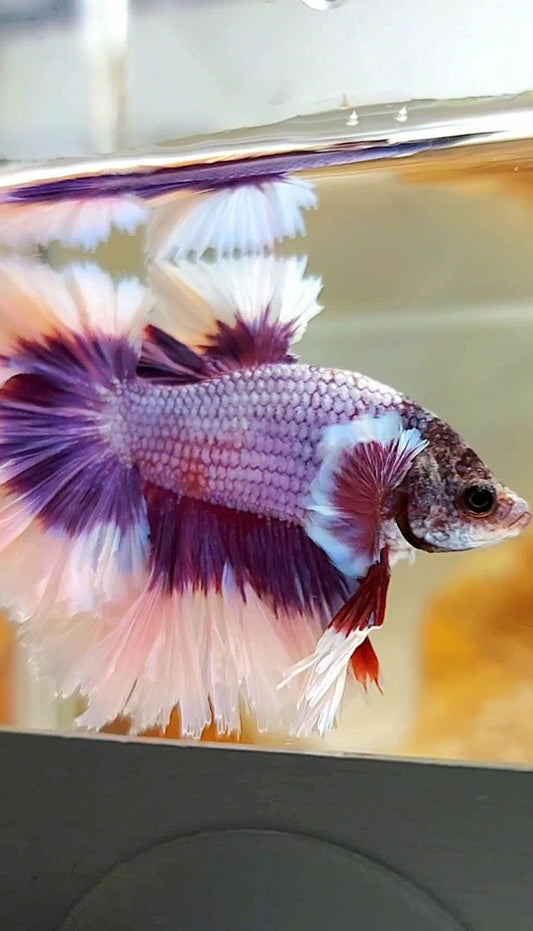 Halbmondfederschwanz, großes Ohr, superlila, Schmetterling, Betta-Fisch