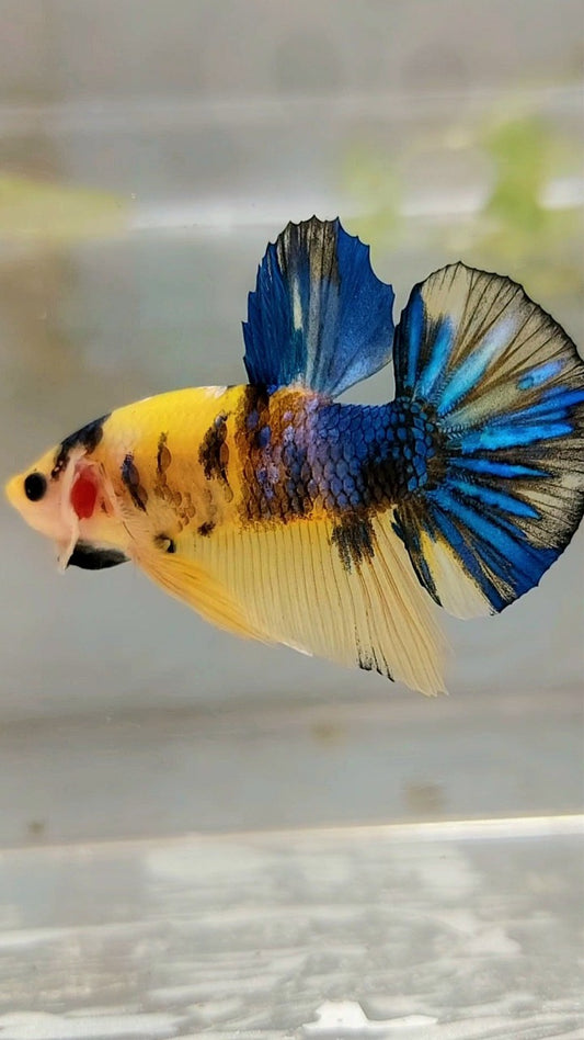 PLAKAT GELBER KOI GALAXY MEHRFARBIGER BETTA-FISCH