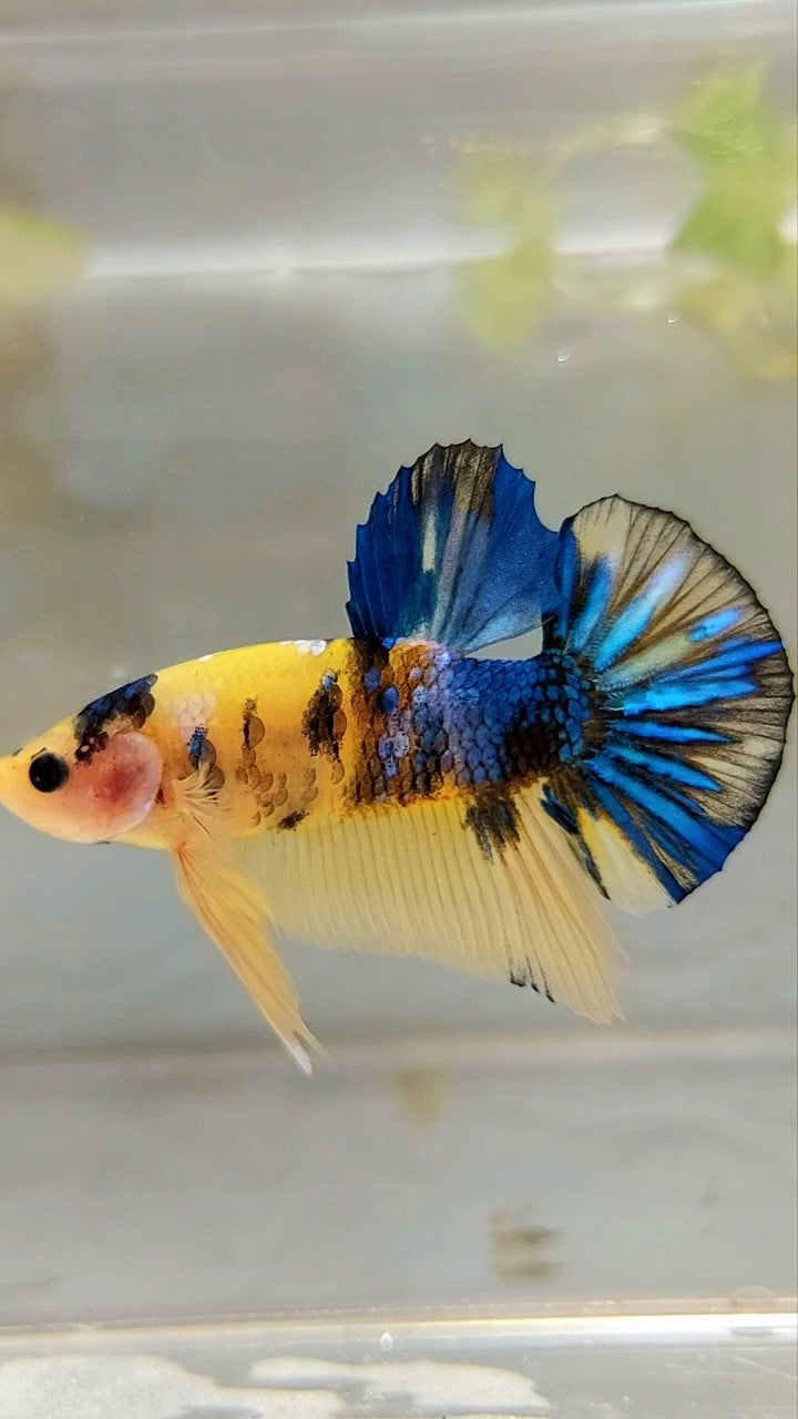 PLAKAT YELLOW KOI GALAXY MULTICOLOR BETTA FISH