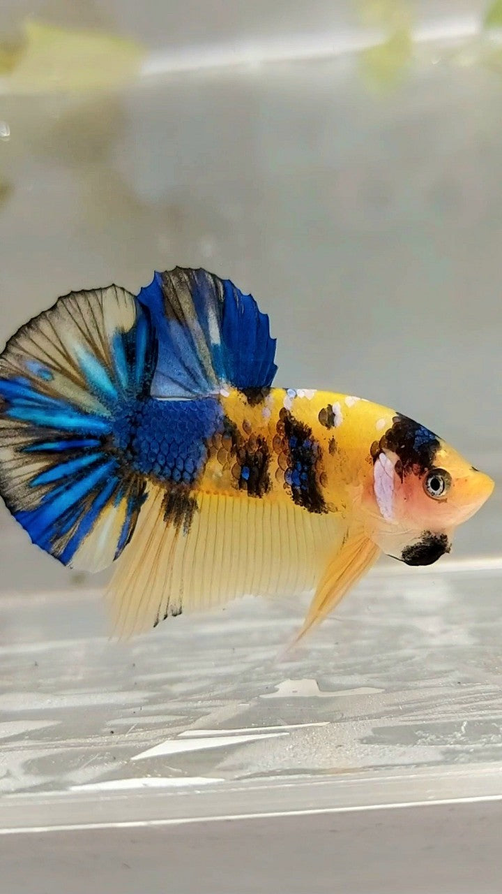 PLAKAT YELLOW KOI GALAXY MULTICOLOR BETTA FISH