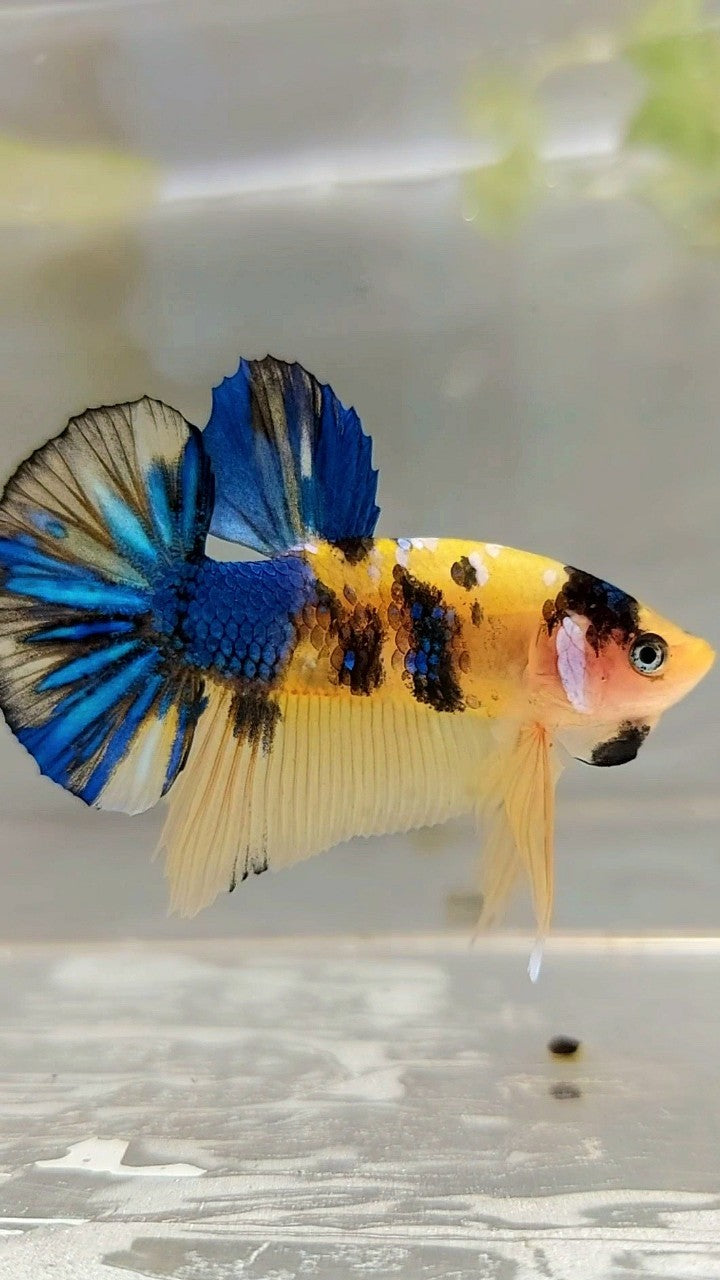 PLAKAT YELLOW KOI GALAXY MULTICOLOR BETTA FISH