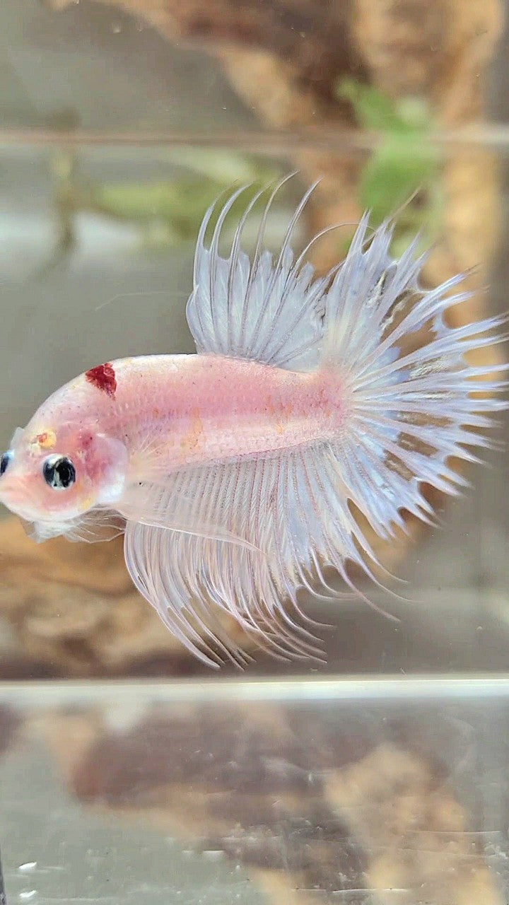 CROWNTAIL RED TANCHO KOI BETTA FISH