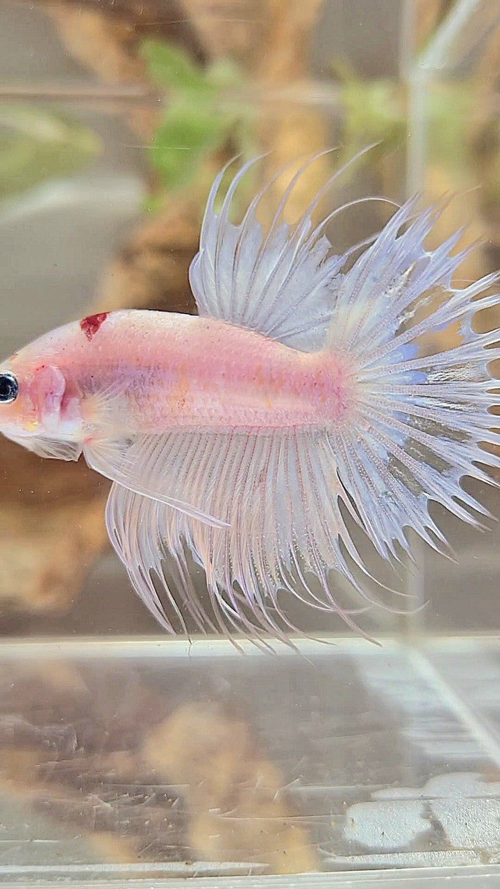 CROWNTAIL RED TANCHO KOI BETTA FISH