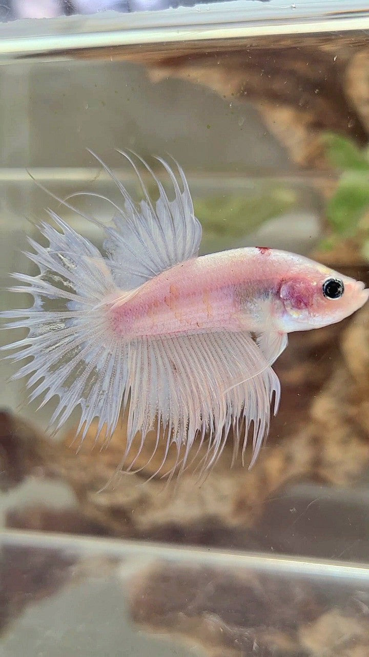 CROWNTAIL RED TANCHO KOI BETTA FISH