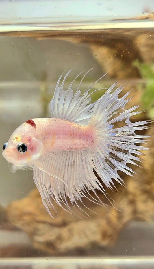 CROWNTAIL RED TANCHO KOI BETTA FISH