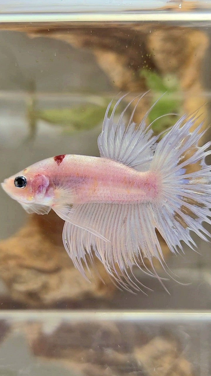 CROWNTAIL RED TANCHO KOI BETTA FISH