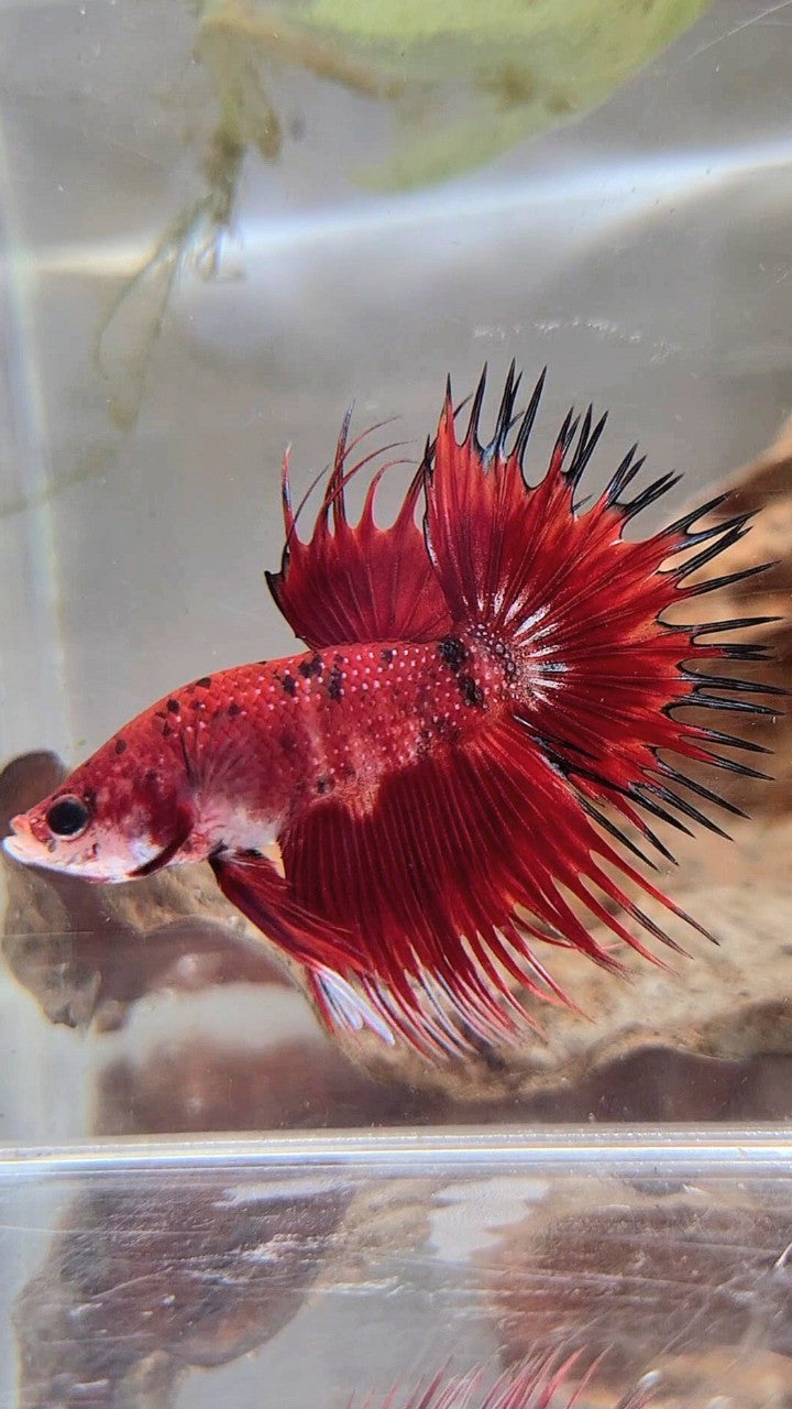 CROWNTAIL RED TIGER MULTICOLOR BETTA FISH
